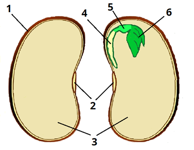 квасоля цифри8.png
