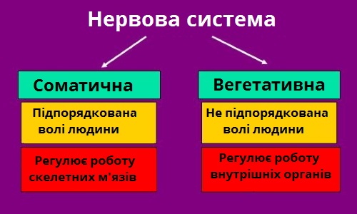 нервова система1.jpg