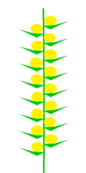 колос_схема_5.png