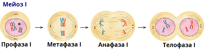 перше ділення мейозу.png