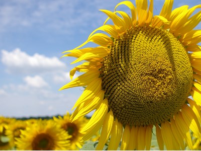 Юлія Шапошнікова