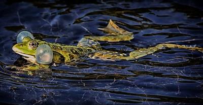 жаба самець.jpg