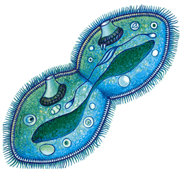 поділ інфузорій.png