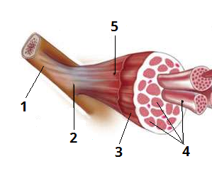будова мяза цифри4.png