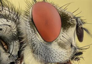 очі комах10.jpg