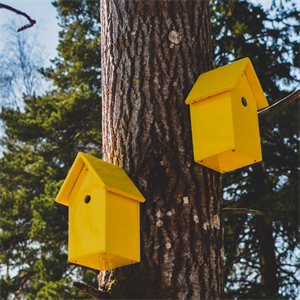 На тополю діти почепили  дві шпаківні.png