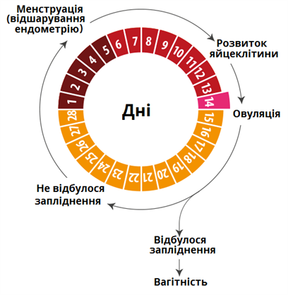 менструальний цикл.png