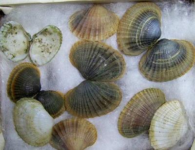 серцевидка кольорова.jpg