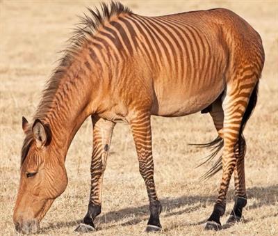 гібрид зебри.jpg