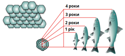річні кільця.png