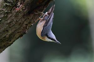 nuthatch pix.jpg
