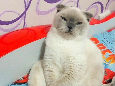 Кирило Теліпко