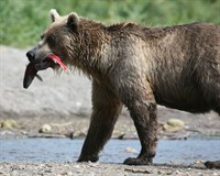 бурий ведмідь.jpg