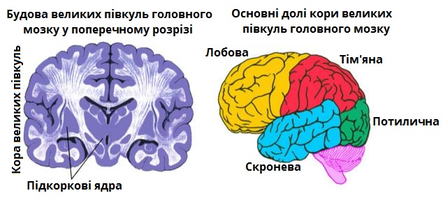 зони кори.jpg