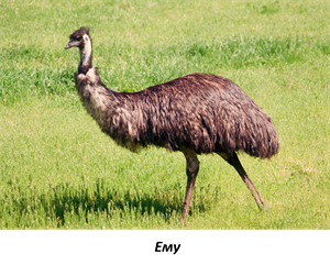 Эму 2.png