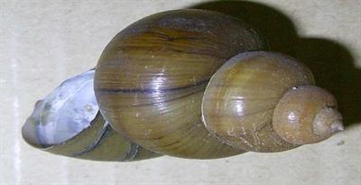 черепашка черевоногого.JPG