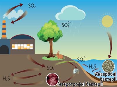 Цикл Сульфуру.jpg