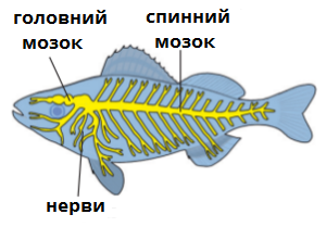 будова_нервова_риба.png