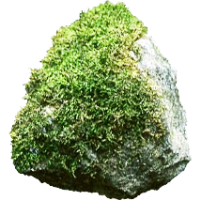 мох.png