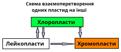перетворення пластид.png
