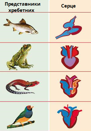 серця хребетних.png