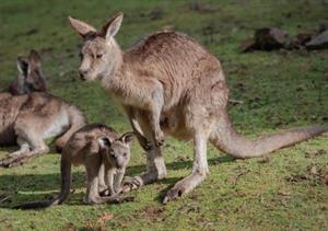 кенгуру5.jpg