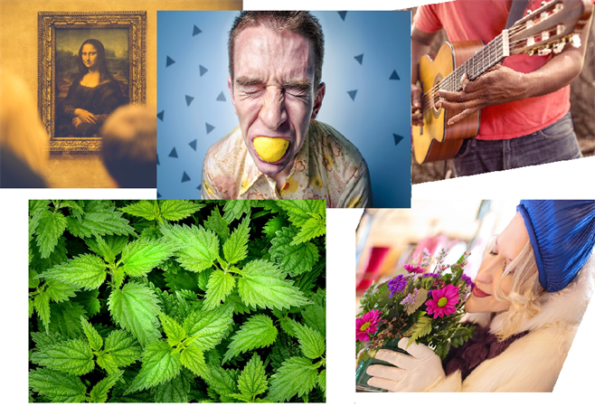 органи чуття.png