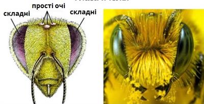 очі бджоли.jpg