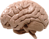 2.мозок.png
