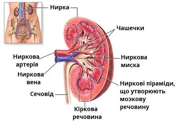 нирка.jpg