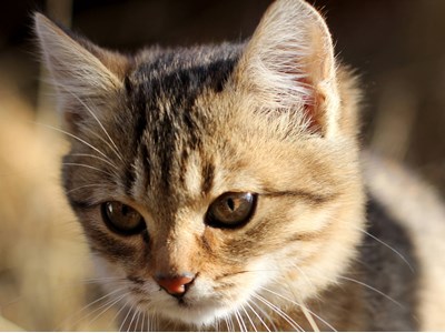 Ростислав Олійник