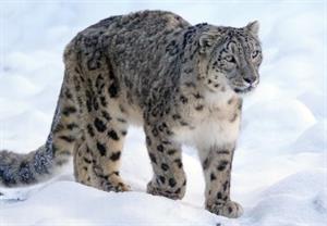 хижі котячі18.jpg