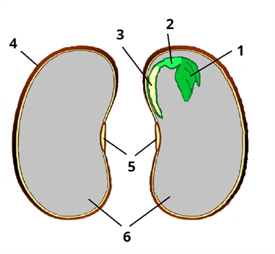 квасоля цифри3.png