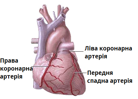 коронарна.png