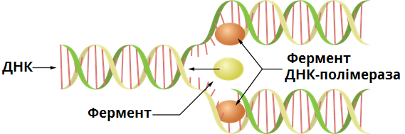 реплікація_ДНК.png
