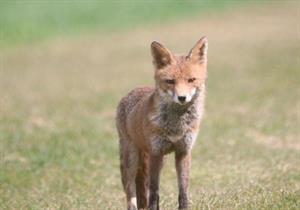 хижі псові2.jpg