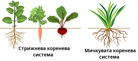 кореневі системи.png