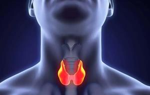 щитовидна.jpg