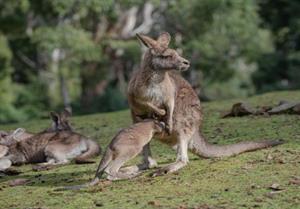 кенгуру1.jpg