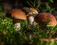 білий гриб.jpg