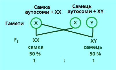 статеве розмноження.png