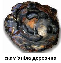 древесина 2.jpg