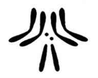 хромосоми мухи.jpg