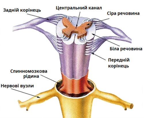 спинний мозок підписи.png