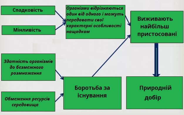 природній відбір.jpg