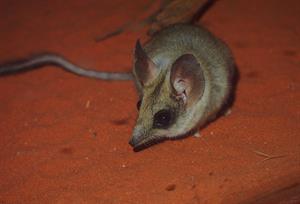 Antechinomys_laniger_2.jpg