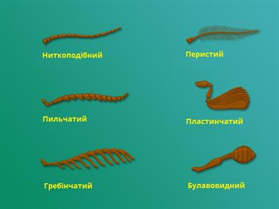 вусики жіків-укр-підписи.jpg