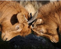 конкуренція козли.jpg