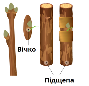розмноження вічком.png