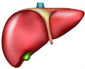 печінка2.jpg
